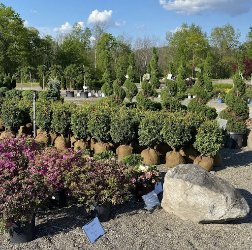 Popular plant nursery in New York BestNurseryLoc