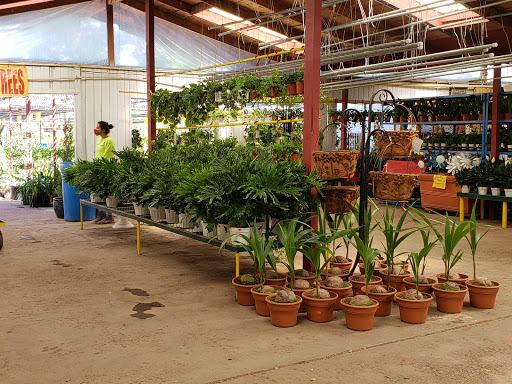 Loop Nurseries Eastside Discount Nursery - Plant Nursery at 8423 N Loop Dr, El Paso ...