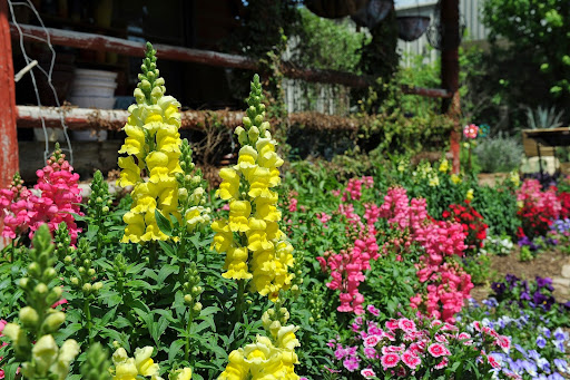 Loop Nurseries Moon Valley Nurseries San Antonio - Plant Nursery at 3550 N Loop 1604 E ...