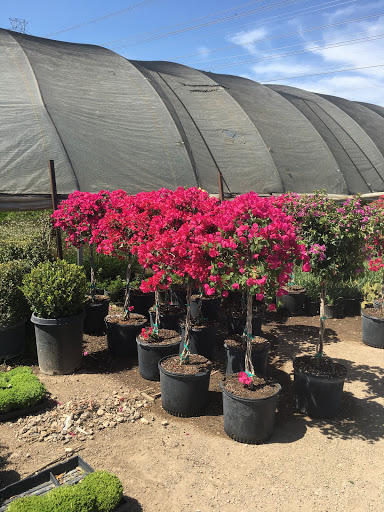 Loop Nurseries Moon Valley Nurseries San Antonio - Plant Nursery at 3550 N Loop 1604 E ...